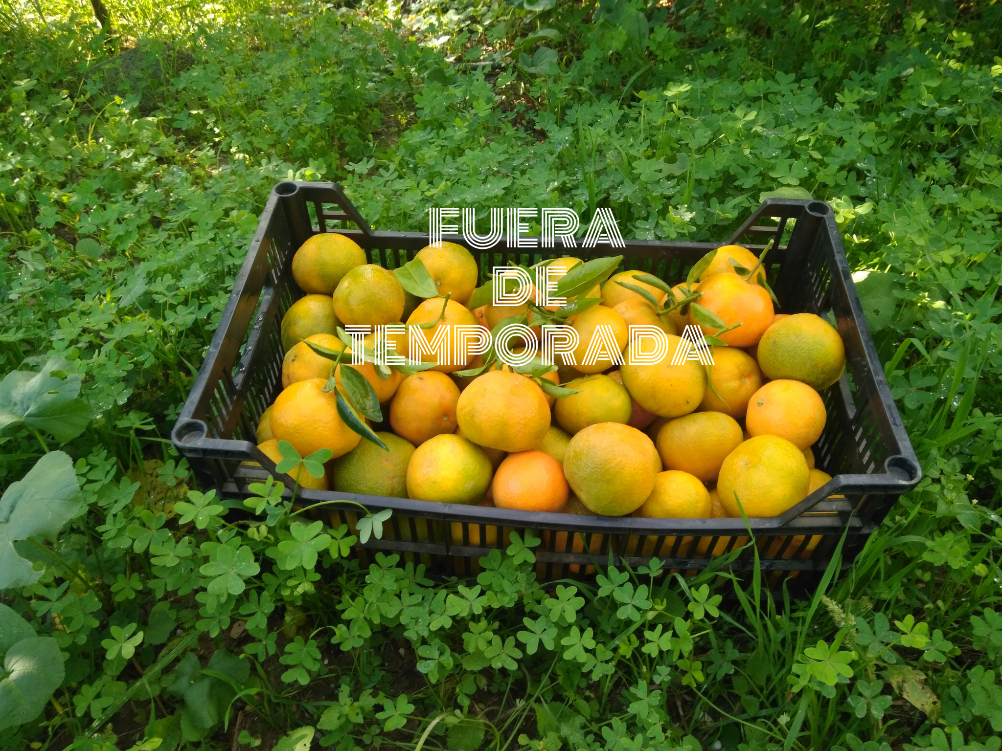 Mixed box of oranges and mandarins 10kg